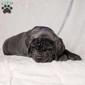 Gordo, Cane Corso Puppy
